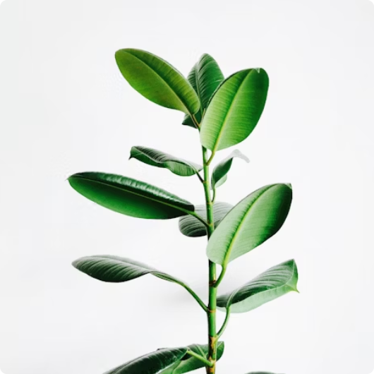 Tree Planting